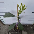 Hruškovec americký (Persea americana) - Avokádo ´MEXICOLA GRANDE´ - výška 70-80 cm, kont. C7L